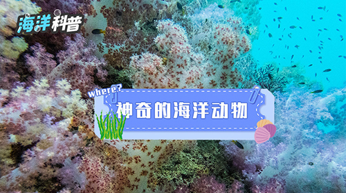 神奇的海洋动物