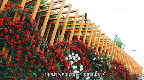 美好生活第六期