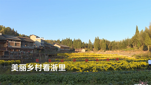 美丽乡村看浙里——武阳菊花花海