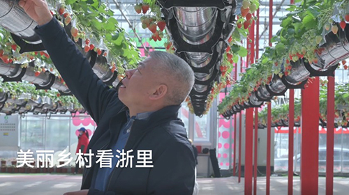 来浙里看——空中草莓