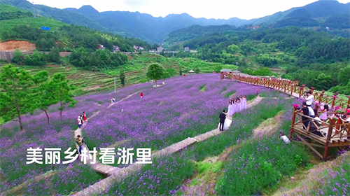 美丽乡村看浙里——乡村马鞭草
